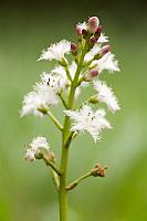 Waterdrieblad; Bogbean; Menyanthes trifoliata PVH7-13011