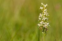 Welriekende nachtorchis PVH3-40187