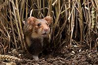 Wilde hamster PVH3-05584