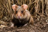 Wilde hamster PVH3-05598