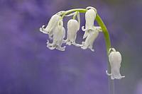 Wilde hyacint PVH3-00939