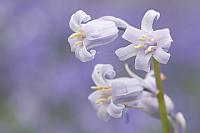 Wilde hyacint PVH3-00986