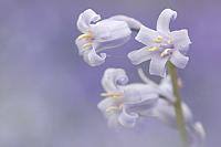 Wilde hyacint PVH3-00993