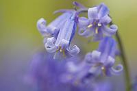Wilde hyacint PVH3-01160