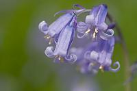 Wilde hyacint PVH3-01175