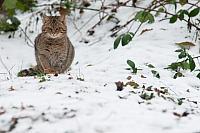 Wilde kat in sneeuw PVH3-28594