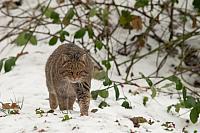 Wilde kat in sneeuw PVH3-28597