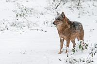 Wolf in sneeuw PVH3-28426