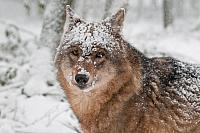 Wolf in sneeuw PVH3-28441
