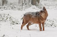 Wolf in sneeuw PVH3-28459