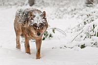 Wolf in sneeuw PVH3-28468