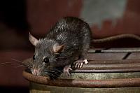 Zwarte rat PVH3-10027