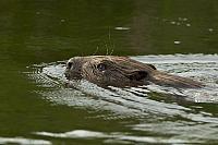 Zwemmende bever PVH70b-12136