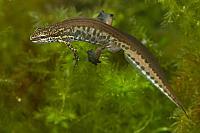 Vinpootsalamander