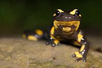 Vuursalamander