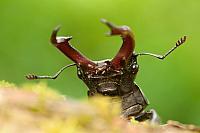 Kevers - Beetles