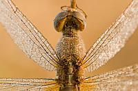 Libellen - Dragonflies