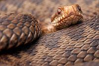 Adder