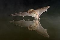 Vleermuizen - Bats