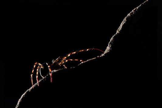 Cave spiders