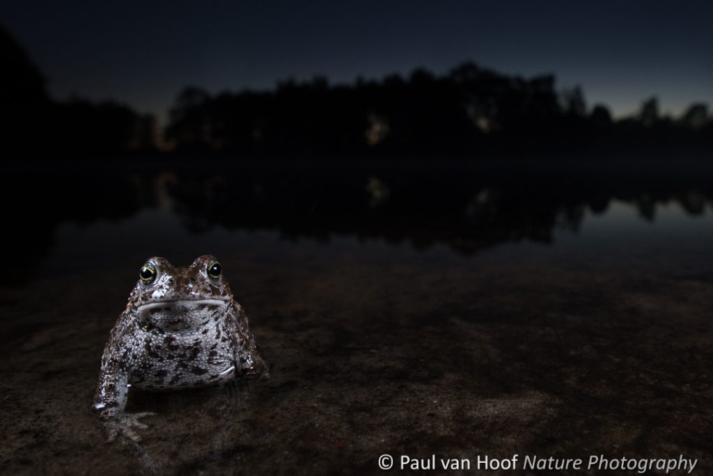 Rugstreeppad; Natterjack toad; Epidalea calamita