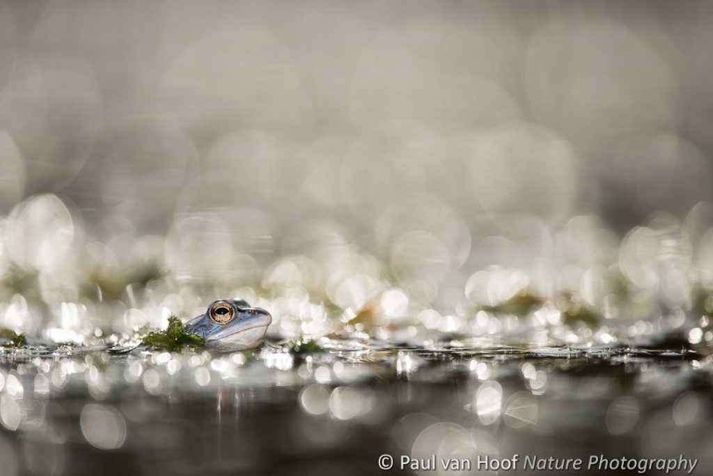 Heikikker; Moor frog; Rana arvalis