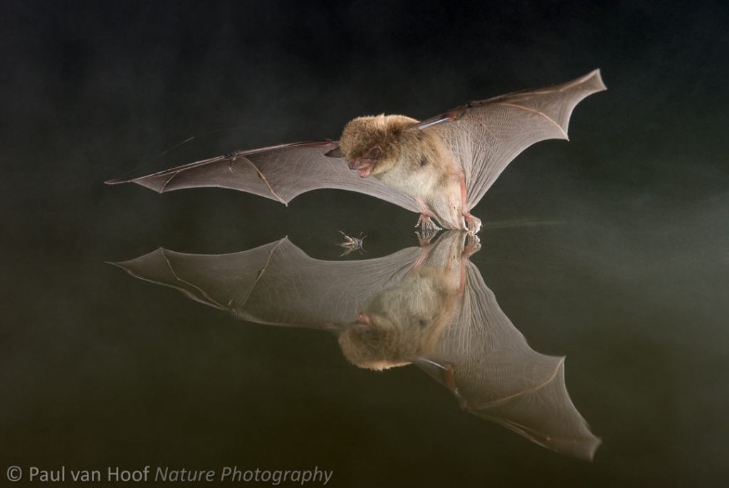 Watervleermuis; Daubenton's bat; Myotis daubentonii