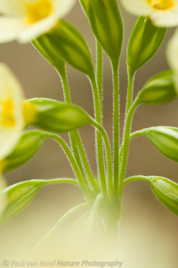 Slanke sleutelbloem; True oxlip; Primula elatior