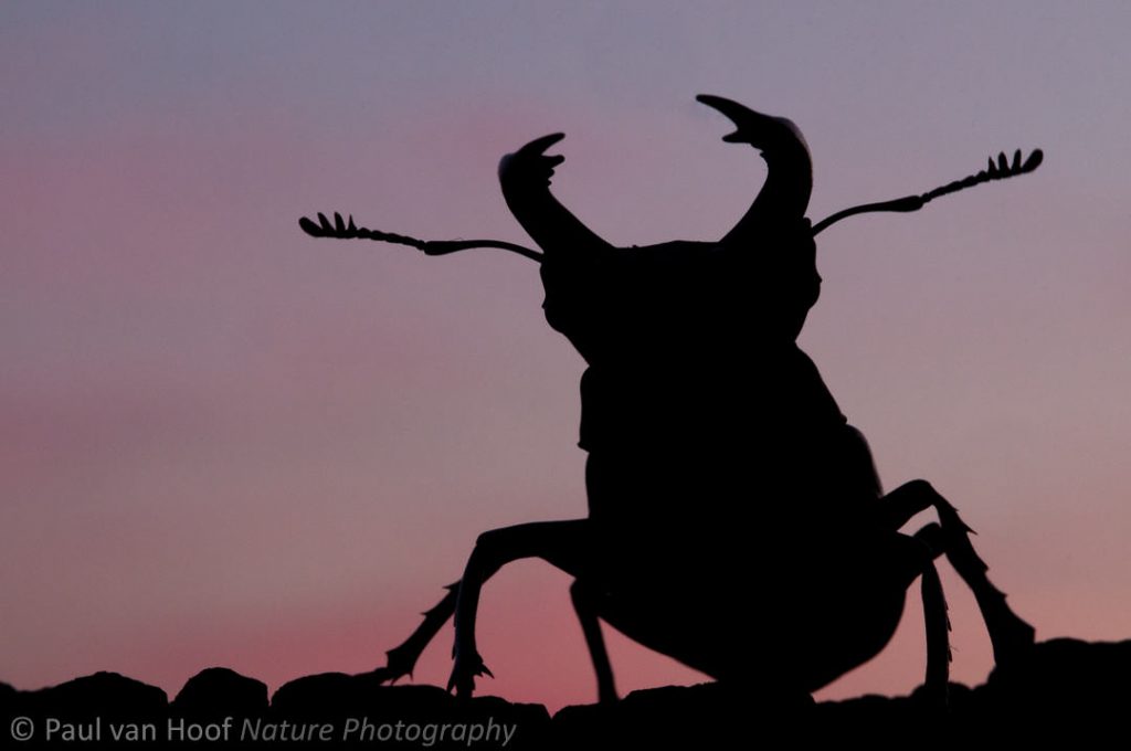 Vliegend hert; Stag beetle; Lucanus servus