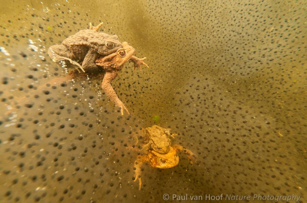 Gewone pad; Common toad; Bufo bufo