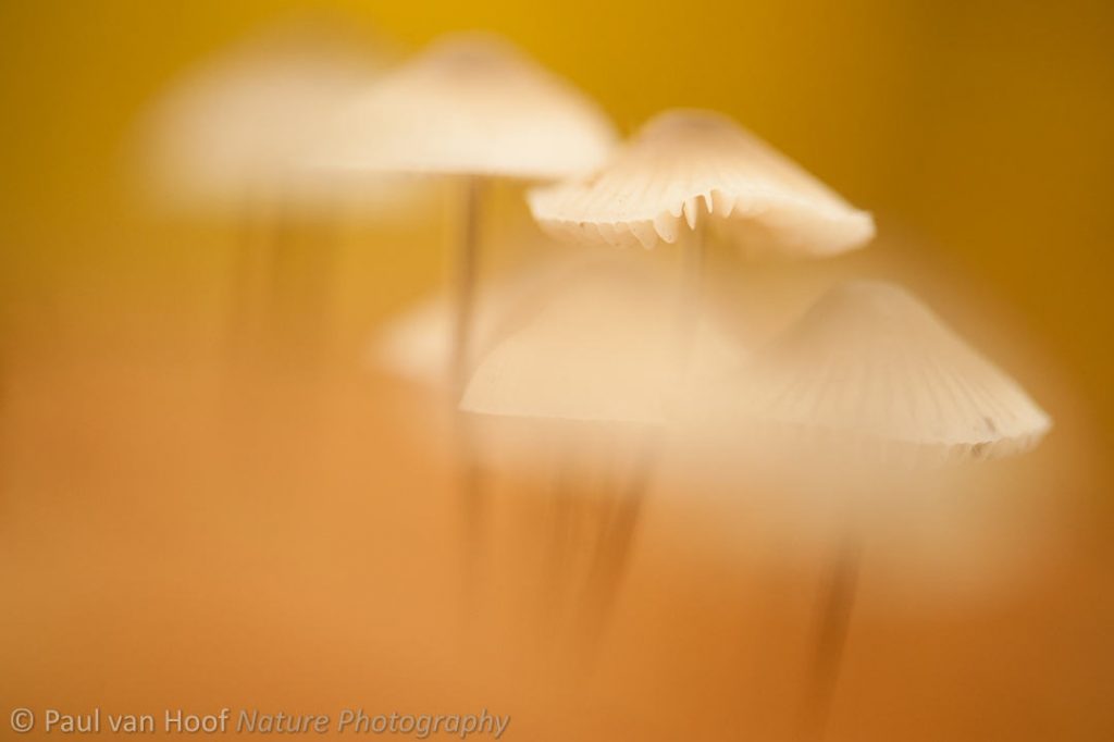 Bundelmycena; Angel's bonnet; Mycena arcangeliana