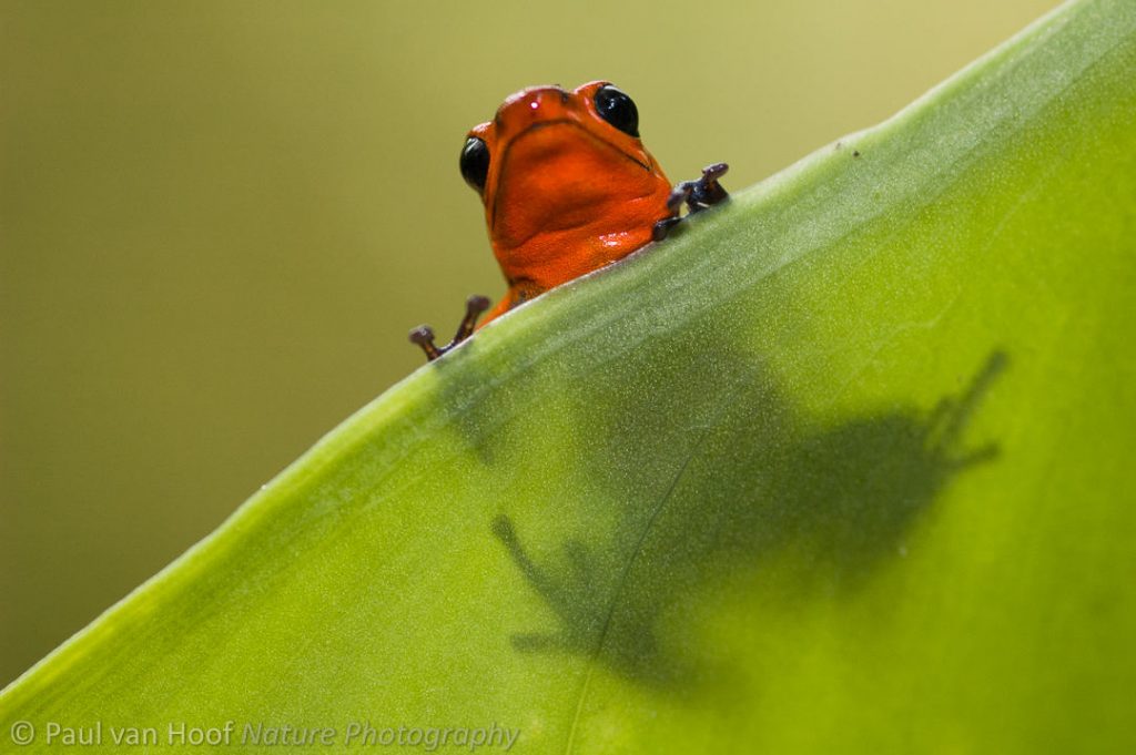 Aardbeikikker; Strawberry poison dart frog (Oophaga pumilio)