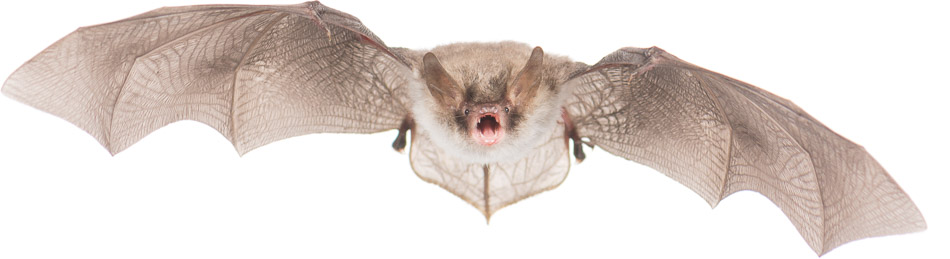 Franjestaart; Natterer's bat; Myotis nattereri