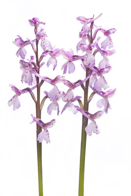 Harlekijn; Green-winged orchid; Anacamptis morio