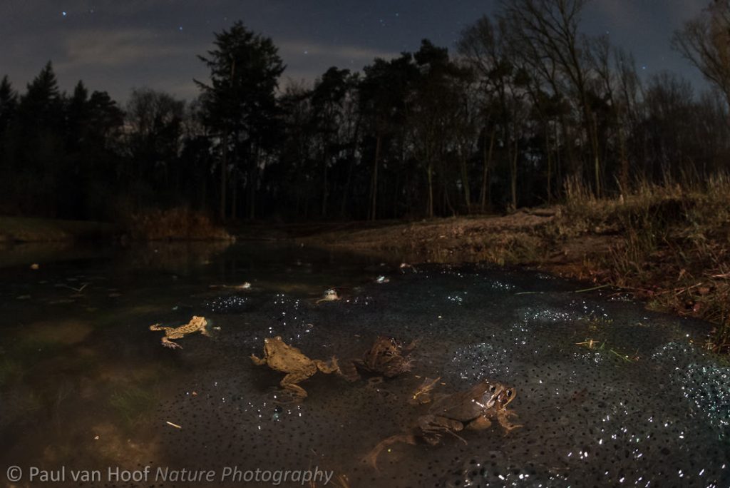 Spawning common frogs (Rana temporaria)