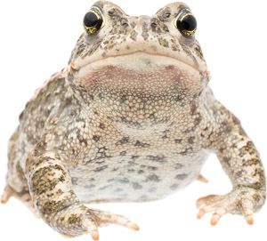 Rugstreeppad; Natterjack toad; Epidalea calamita