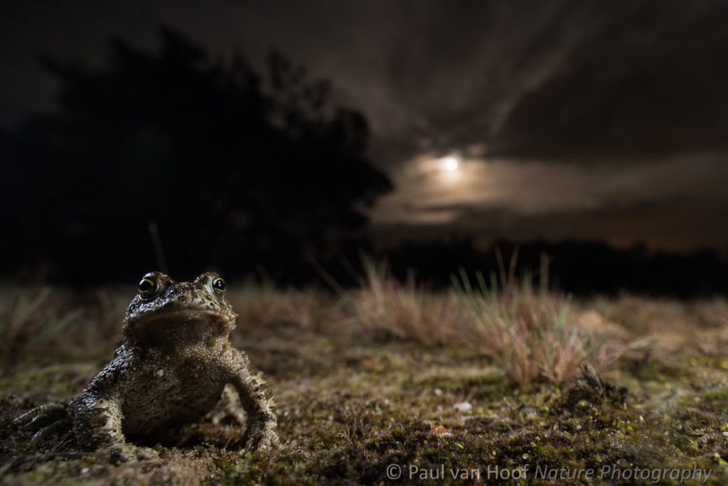 Rugstreeppad; Natterjack toad; Epidalea calamita