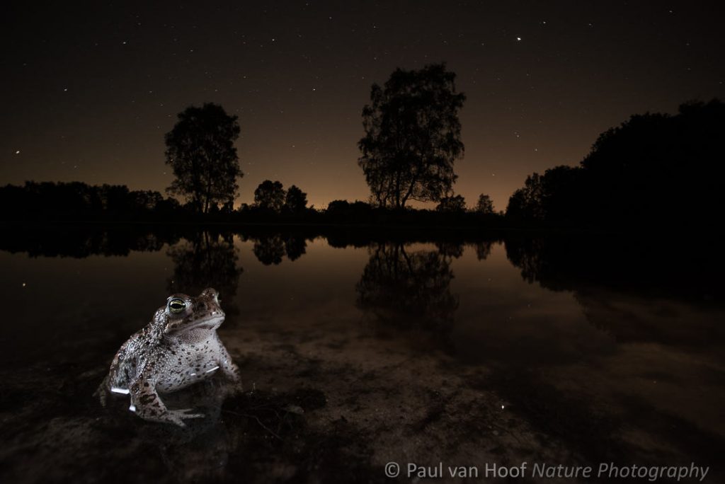 Rugstreeppad; Natterjack toad; Epidalea calamita