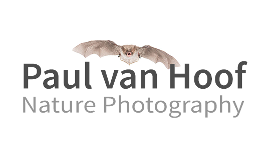 New year, new website!