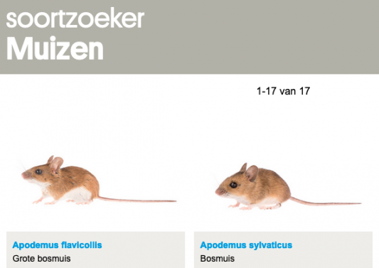 Species finder of mice