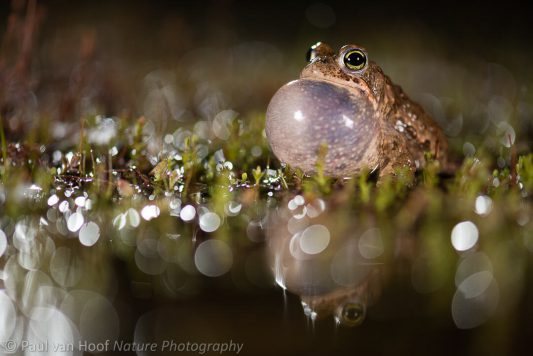 Lowland Photo Festival 2019